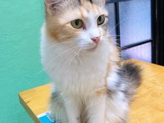 -猫色咖啡·猫咖