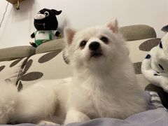 -瑞鹏宠物医院·骨科·猫科·内科(第一中心)