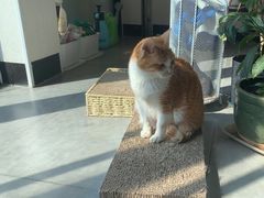 -凯特喵百思猫专科医院