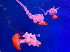 -郑州海洋馆