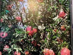 -八府香鸭·啫啫煲(华山路店)