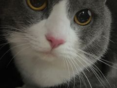 -伟伟宠物医院·瑞派猫友好医院·猫科(光谷店)