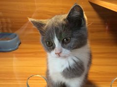 -猫十亿·布偶金渐层·曼基康矮脚猫舍(青年路店)