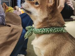 -逗柴咖啡屋·狗咖猫咖宠物桌游