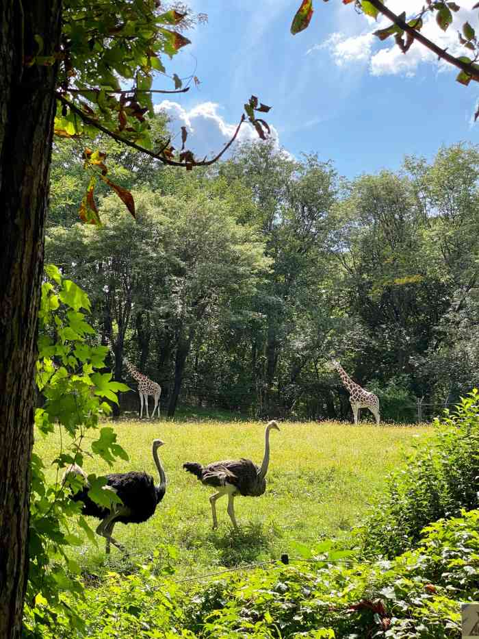 布朗克斯动物园-"纽约州应该是最有名的动物园之一,动物种类.
