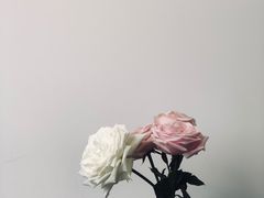 -素咫咖啡CLIFEROSE