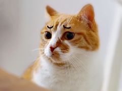 -泡泡玛特POPMART(苏州诚品生活店)