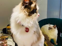 -喵喵咪呀布偶猫咖(春熙路店)
