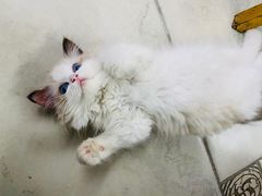 -momokira米努特·德文卷毛猫·棉花面纱犬