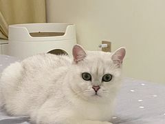 -瑞鹏宠物医院·骨科·猫科·内科(第一中心)