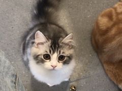 -飞行喵MR PILOT|猫舍·猫咖(静安大融城店)