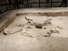 -洛阳周王城天子驾六博物馆