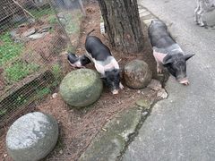 -小小饭店·休闲农庄·安吉松树林里的农家菜