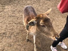 -北京麋鹿生态实验中心