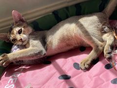 -momokira米努特·德文卷毛猫·棉花面纱犬
