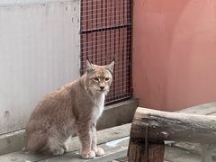 -青藏高原野生动物园