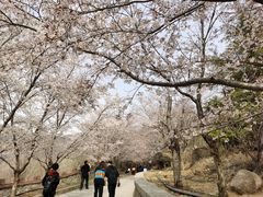 -樱花山风景区