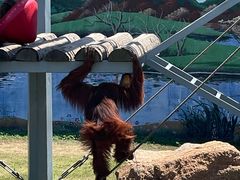 -西霞口神雕山野生动物世界