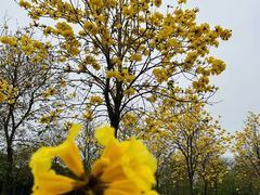 -天适樱花悠乐园