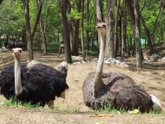 -北京野生动物园