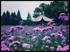 -杭州城北体育公园