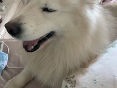 -辛巴宠物医疗中心·骨科·内分泌专科·心肾专科(亭林公园店)