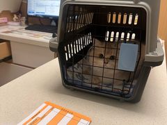-瑞派康怡24h宠物医院·犬猫医疗中心·微创绝育(瑞景分院)