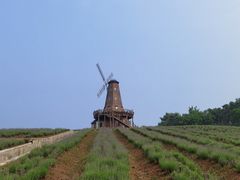 -大塘金香草谷
