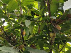 -歌斐颂巧克力小镇