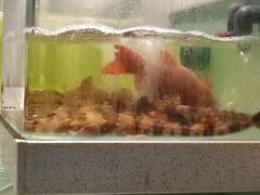 -至尊鲨鱼·原烹海鲜·新浙菜(拱宸桥店)
