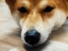 -柴迷FANS CLUB·柴犬狗咖·猫咖