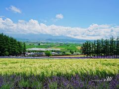 -富田农场