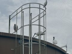 -新加坡飞禽公园