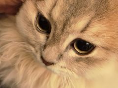 -猫大福·Fortune Cat猫舍(百子湾店)