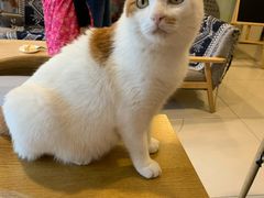 -平行世界·猫咖(首经贸店)