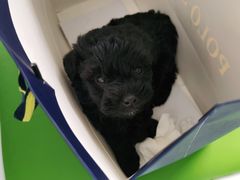 -汪喵宠物医院·骨科心脏影像·犬猫急重症ICU诊疗中心(成华分院)