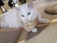 -Heymao猫咖.咖啡厅(东门店)