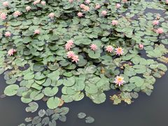 -长兴太湖图影湿地文化园