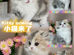 -小猫来了·猫舍(红山六九七九店)
