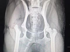 -伟伟宠物医院·CT影像中心·瑞派犬猫综合性门诊(汉口总院)