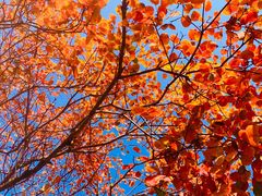 -白帝城·瞿塘峡景区