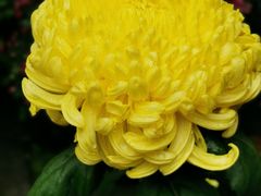 -菊花台公园