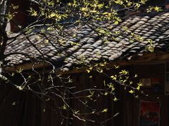 -桑洲油菜花景区