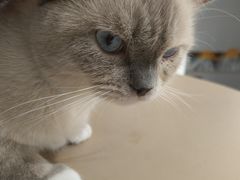 -琪喵猫屋·撸猫猫咖·猫舍