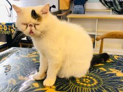 -平行世界·猫咖(首经贸店)