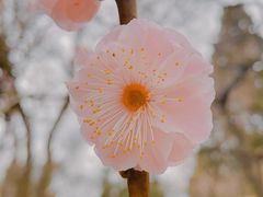-梅花山(明孝陵内)