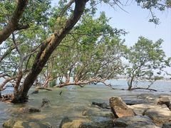 -宝安西湾红树林湿地公园