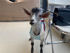 -怪兽屋·羊驼·猫咖·狗咖(俊华广场店)