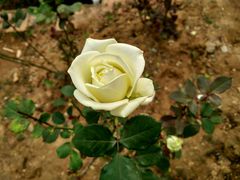 -松山湖梦幻百花洲