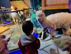 -未来动物城动物主题公园(大悦城店)